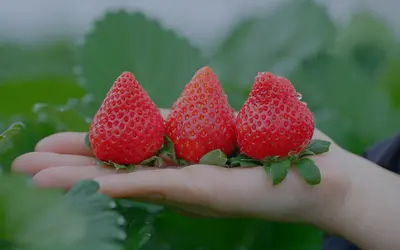 鳥取の贅沢いちごを使ったサワーが人気｜八王子『酒菜(くしな)』