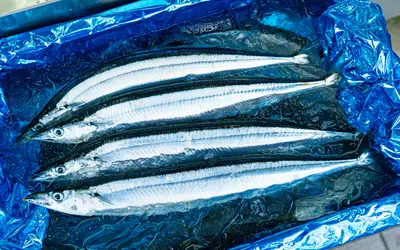 極上サンマ、八王子に！創業100年の老舗『魚政』が誇る秋のごちそう