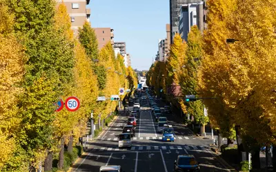 西八王子のイチョウ並木が見頃！南浅川の紅葉も楽しむ晩秋さんぽ