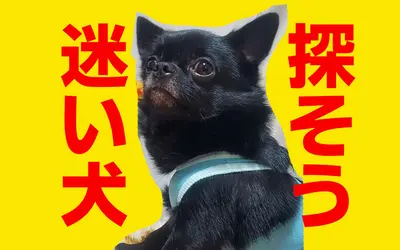 【八王子民の力を貸してくれ！】犬の“くまちゃん”が迷子に・・・みんなで探そう見つけよう！