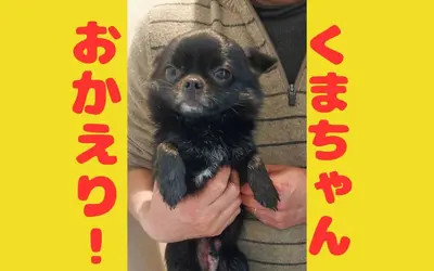 【続報】迷い犬くま、無事保護されました！八王子のみなさんの力でハッピーエンドに！