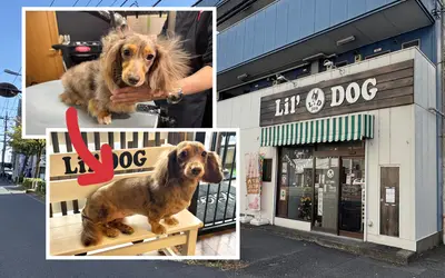 愛犬を預けるならここ。安心のトリミングサロン『Lil’DOG(リルドッグ)』