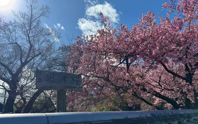 八王子でひと足先に春。河津桜の開花情報【2026年3月4日】