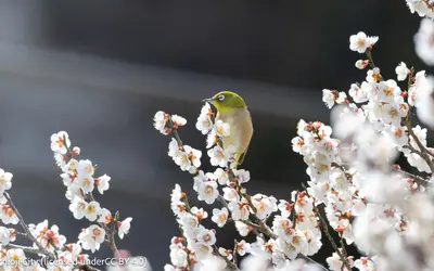春を感じる高尾さんぽ。『高尾梅郷梅まつり』開催【3/14・15】