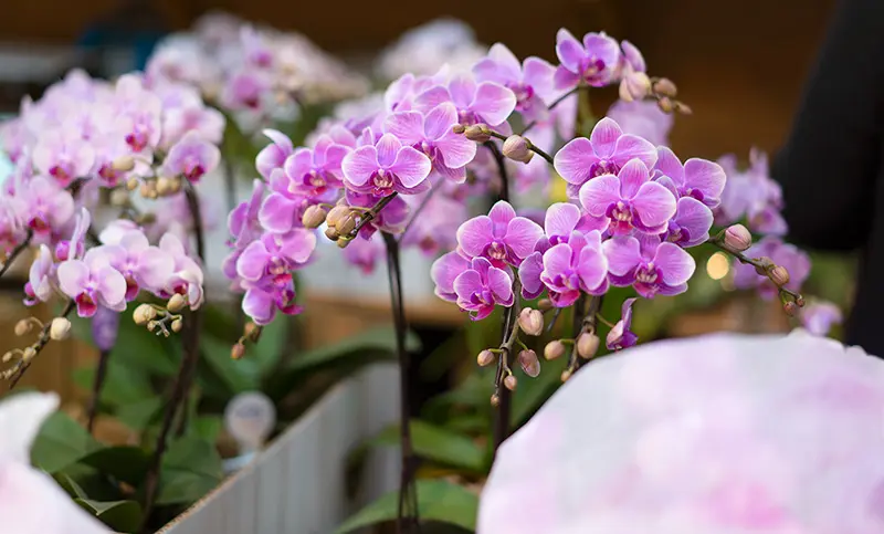 八王子のおすすめ花屋 日本フラワー｜母の日にピッタリの胡蝶蘭