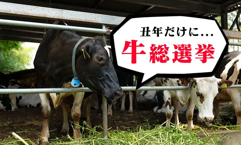 2021【推し牛総選挙】八王子ジャーニー的 推し牛は『磯沼牧場』一択!!