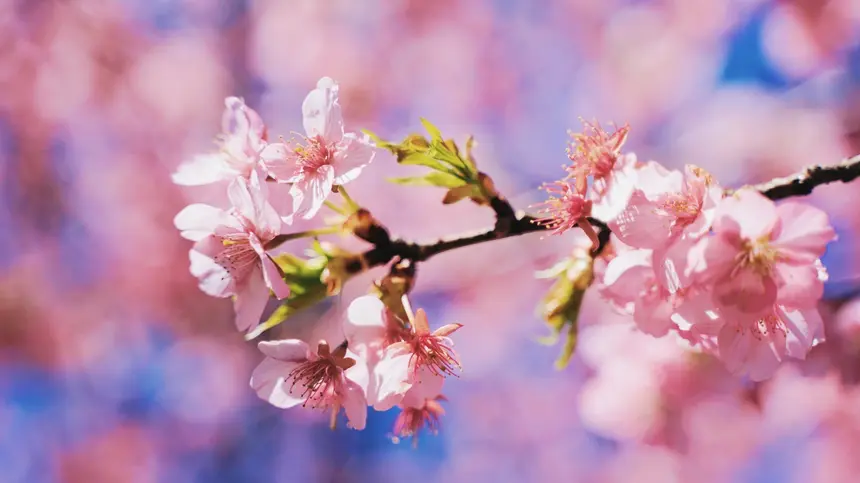 信松院で春の訪れを感じる河津桜が見頃！【八王子フォトジェニック】