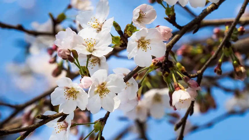 【最新】2021年 富士森公園の桜開花状況！屋台とライトアップは中止？