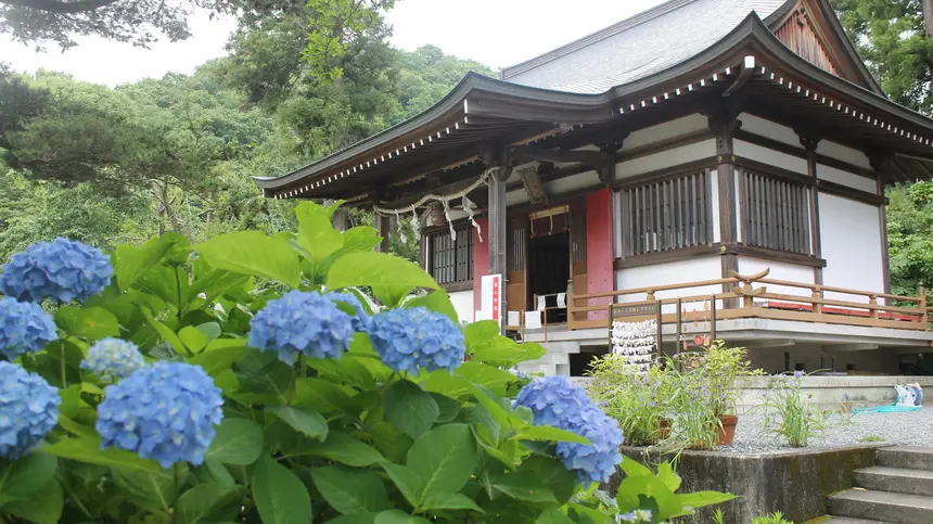 【よみっこ】紫陽花の新名所 日吉八王子神社