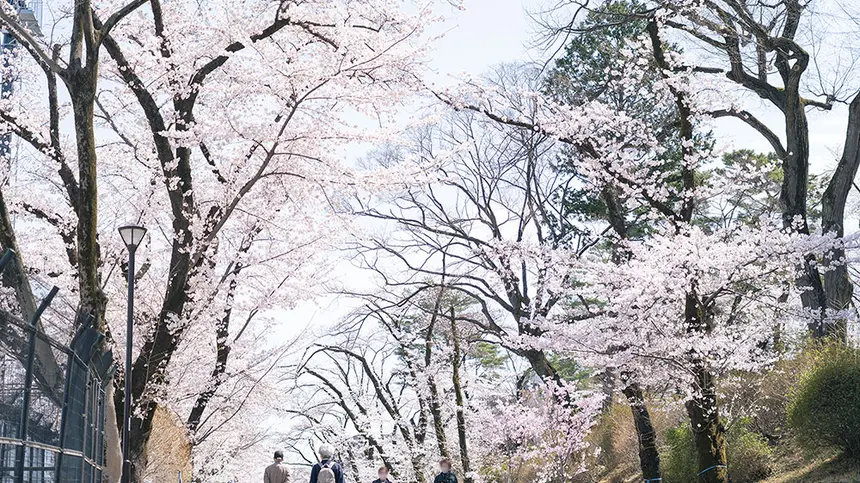 【2022年・開花情報！】富士森公園の桜が見ごろを迎えています!!