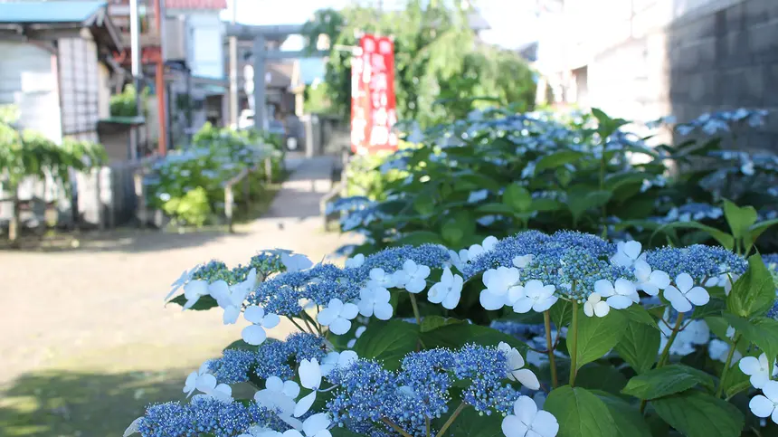 【よみっこ】日吉八王子神社の紫陽花 今年はいつもより少し早く咲きはじめました