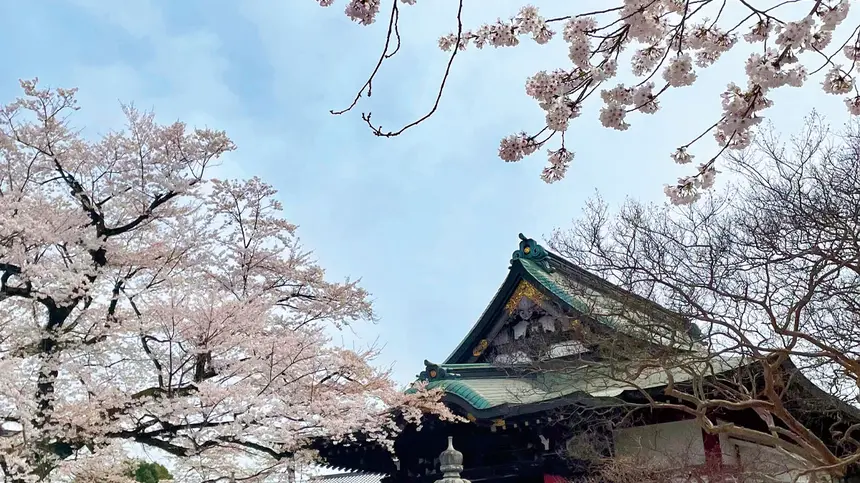 まもなく桜の開花シーズン到来！八王子・桜情報2024