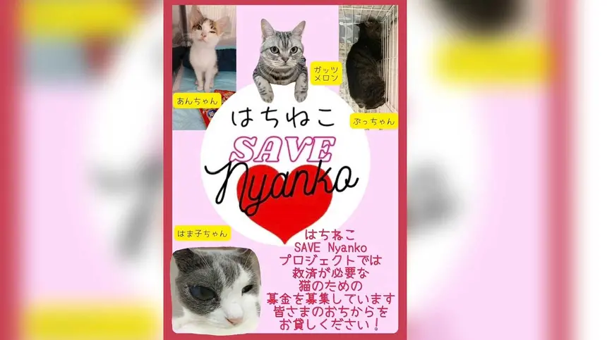 『SAVEにゃんこ』プロジェクト『 はちねこ』からのお願い