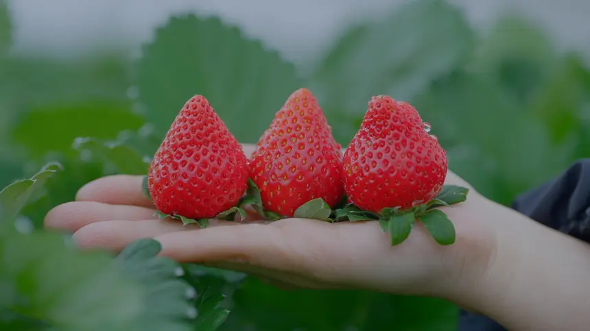 鳥取の贅沢いちごを使ったサワーが人気｜八王子『酒菜(くしな)』
