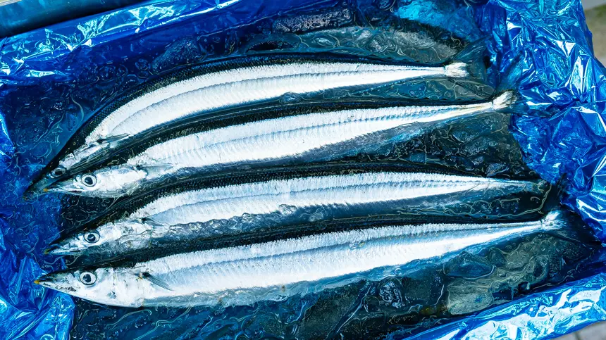 極上サンマ、八王子に！創業100年の老舗『魚政』が誇る秋のごちそう