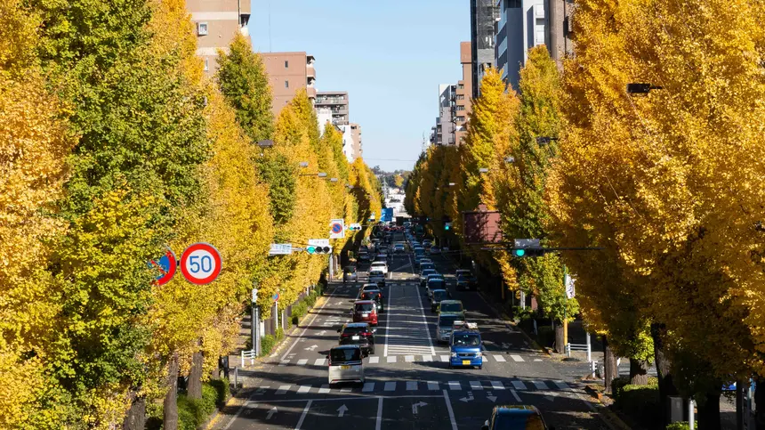西八王子のイチョウ並木が見頃！南浅川の紅葉も楽しむ晩秋さんぽ