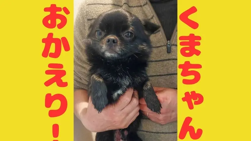 【続報】迷い犬くま、無事保護されました！八王子のみなさんの力でハッピーエンドに！
