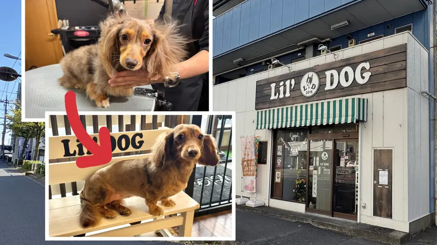 愛犬を預けるならここ。安心のトリミングサロン『Lil’DOG(リルドッグ)』