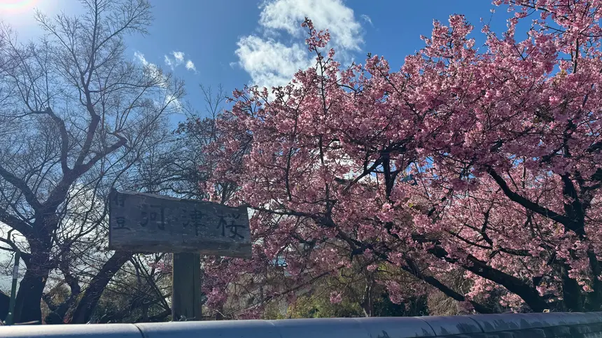 八王子でひと足先に春。河津桜の開花情報【2026年3月4日】