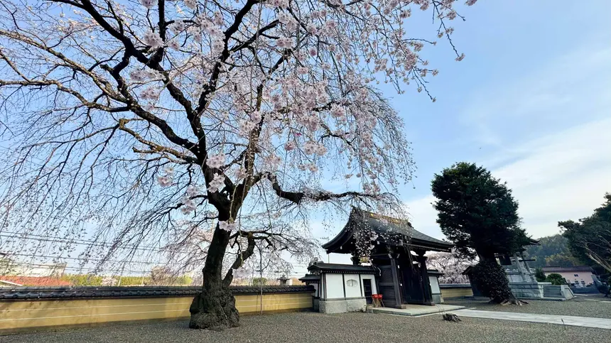 週末お花見いける？八王子の桜開花情報まとめ【2026】 | 八王子ジャーニー
