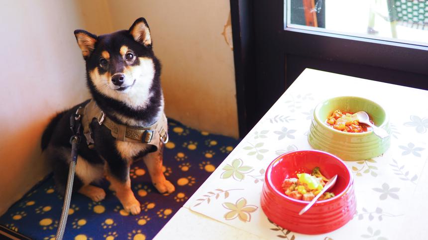 愛犬家必見！富士森公園すぐ、ワンちゃんと特別な時間を過ごせる『Cafe