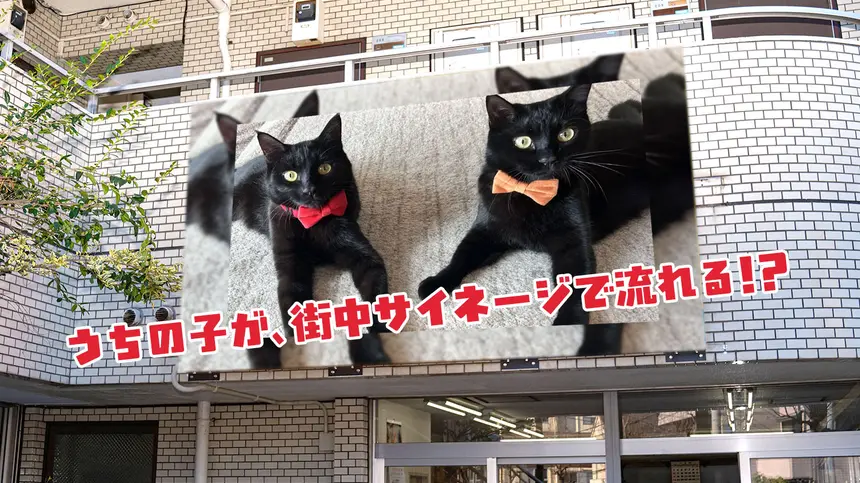 大募集！】うちの子が八王子のサイネージに？！ペットの写真・動画募集