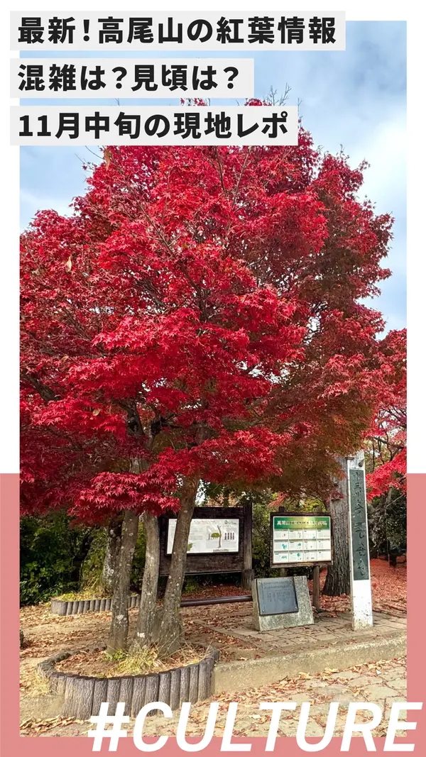 【2025最新】高尾山の紅葉、混雑は？見頃は？11月中旬の現地レポ