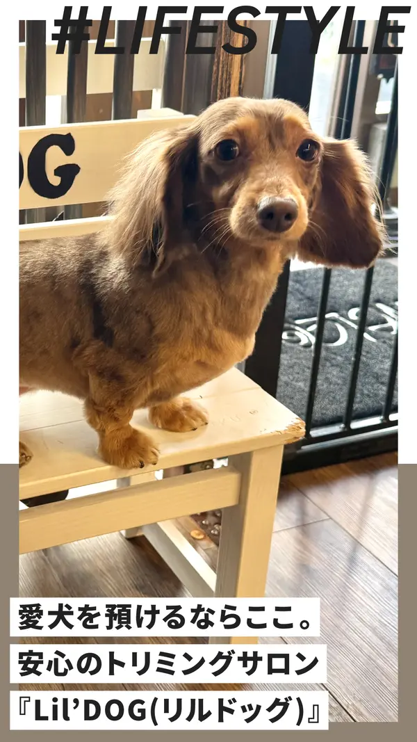愛犬を預けるならここ。安心のトリミングサロン『Lil’DOG(リルドッグ)』