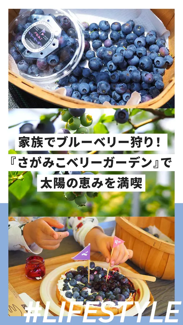 週末は家族でブルーベリー狩り！『さがみこベリーガーデン』で太陽の恵みを満喫